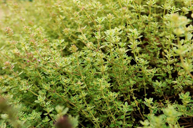 柠檬百里香(Thymus Citriodorus)生长在一个草本花园的近距离水平图像。