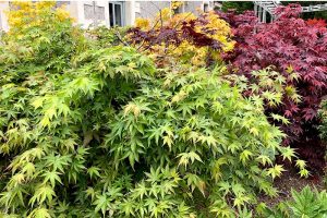 关闭水平图像不同品种的日本枫树树种植在花园里。