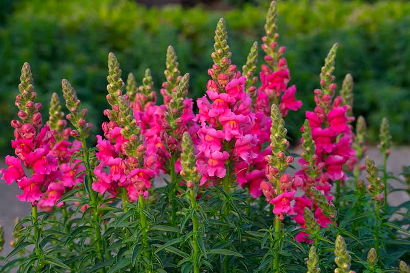 密切的横向图像亮粉色snapdragon(金鱼草majus)花种植在花园里。