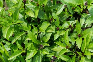 这是一张近距离的水平图像，显示了生长在花园里的泰国罗勒(Ocimum basilicum var. thyrsiflora)亮绿色的叶子和紫色的茎。