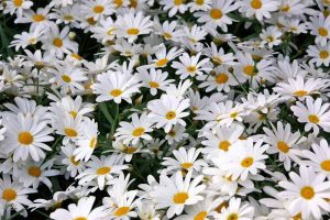 密切的横向图像一片Leucanthemum x superbum花种植在花园里。