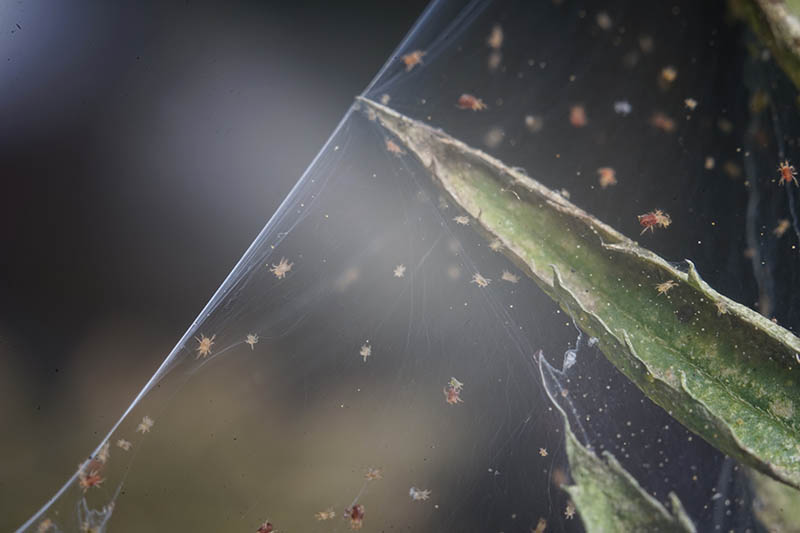 红蜘蛛殖民地的近水平形象及其对植物的茎的网络软焦点的背景图。