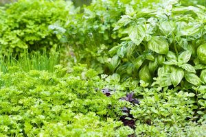 关闭水平图像丰富的草药花园种植不同的植物。BOB体育APP苹果下载