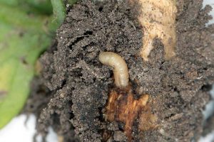 A close up horizontal image of a root maggot in the soil.