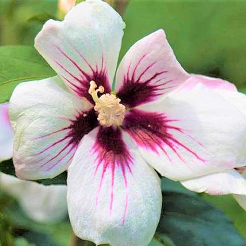 一个近距离的正方形图像，白色和红色的叙利亚芙蓉'Lil' Kim'花拍摄在一个软焦点背景。