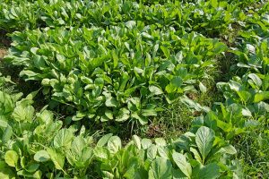 近距离水平图像芥菜生长在花园里。