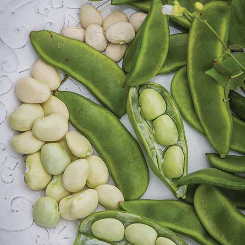 白色表面上的豆荚和去壳的“福德胡克”利马豆的近距离正方形图像。