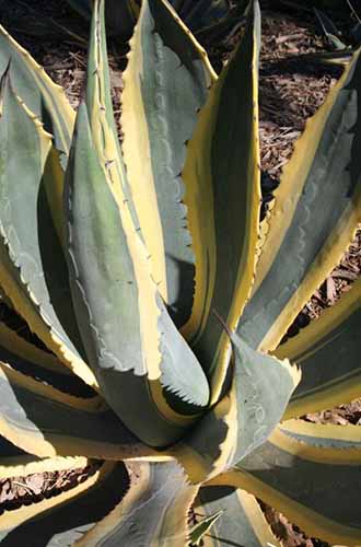 一个近距离垂直图像的龙舌兰美洲“Variegata”生长在花园在阳光下拍摄。