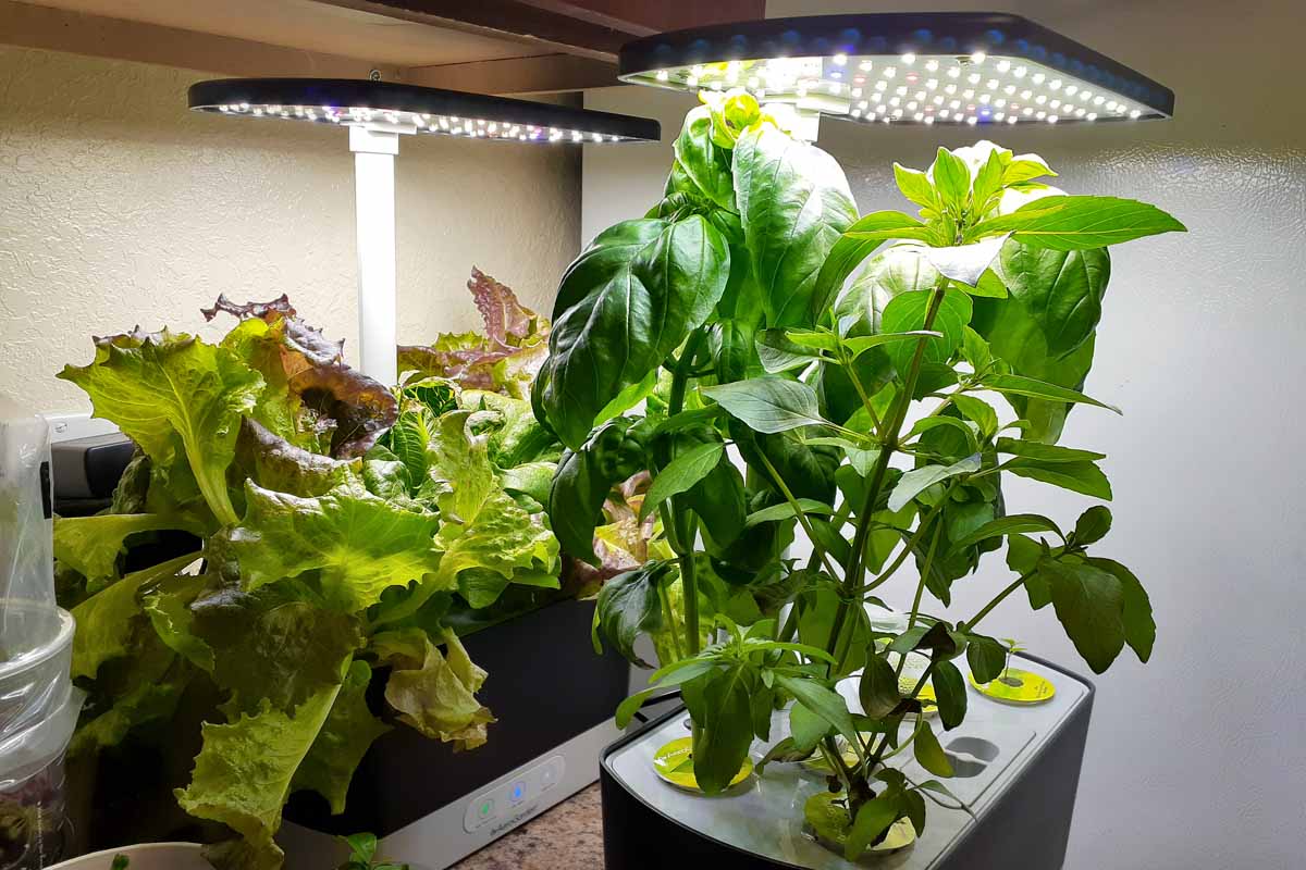 近水平形象两个Aerogarden收获水培花园设置在室内。