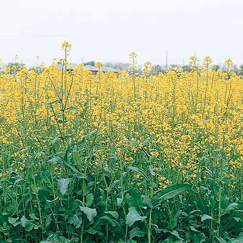 近距离平方的油菜籽的形象与明亮的黄色花朵。