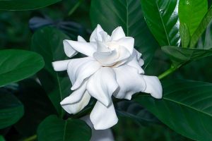 密切的横向图像白色栀子花生长在花园里见光过滤阳光。