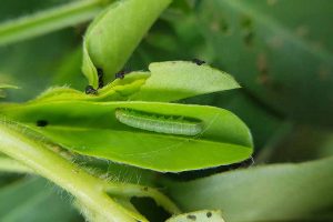 甜菜夜蛾(Spodoptera exigua)幼虫在叶子表面的近距离水平图像。