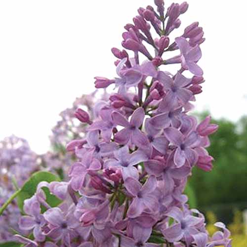 花园中生长的丁香花“小舞者”的近距离正方形图像。
