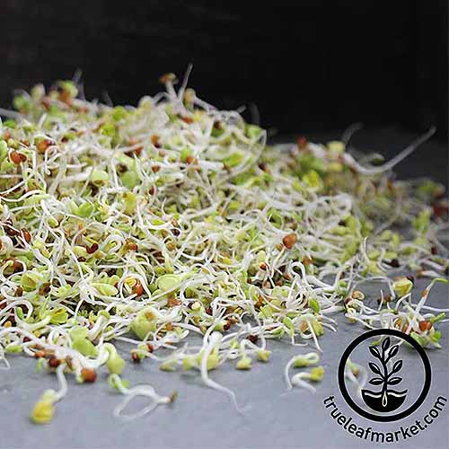 深灰色表面上的一堆豆芽的近距离正方形图像。在框架的右下方是一个带有文本的黑色圆形标志。