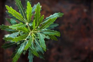 一个近距离的水平图像的叶子的假云杉(Plerandra elegantissima)拍摄在一个软焦点背景。