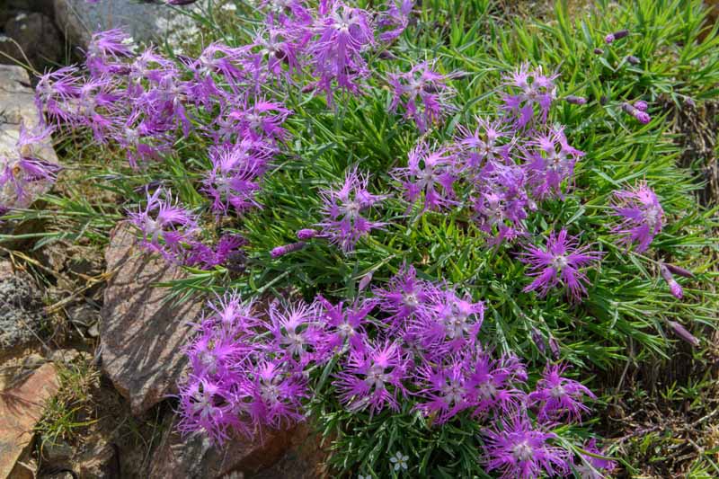 这张近距离的水平图像显示了在阳光照射下，大的石竹(Dianthus)生长在花园里的一条带状地带。