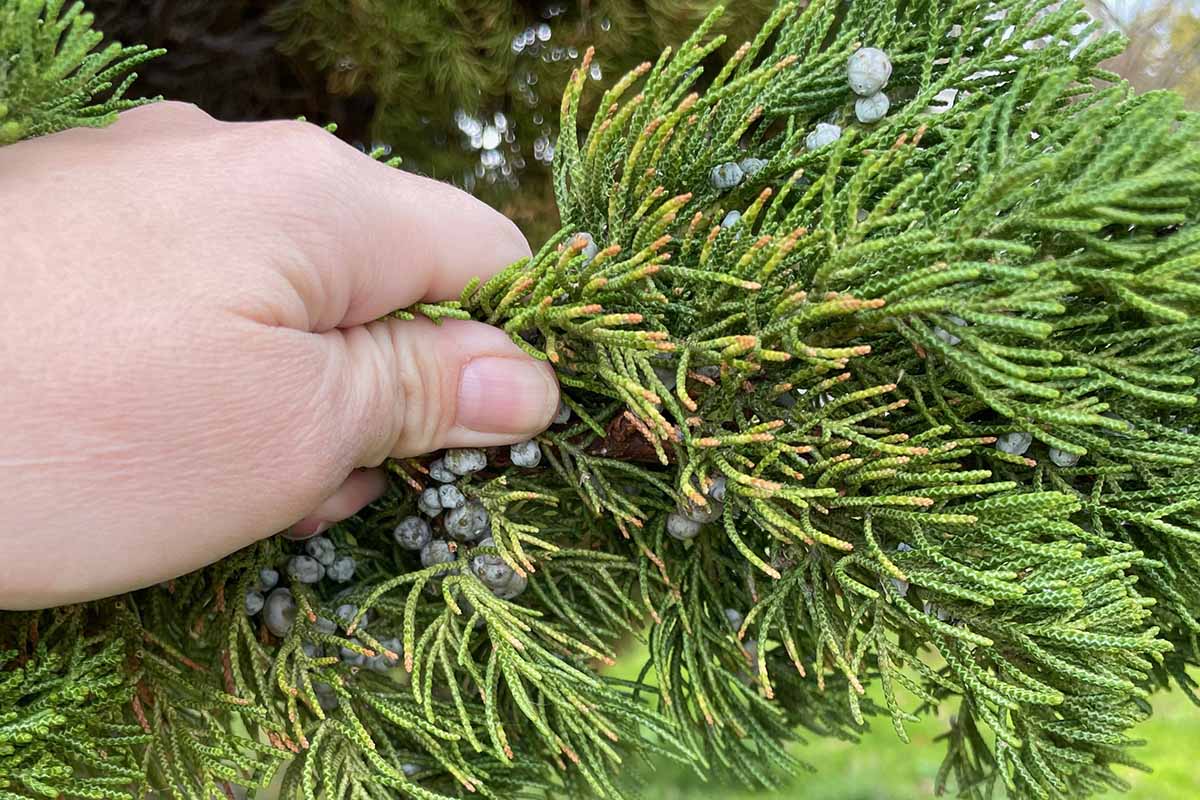 水平框架的一只手从左边的形象从juniper灌木收割一个分支。