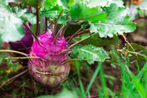 关闭水平图像大头菜植物栽培的蔬菜园。