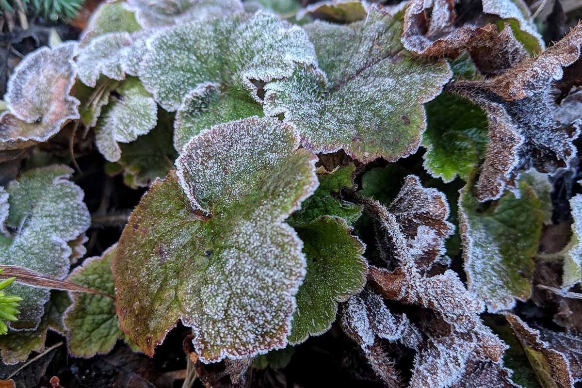 密切的横向图像heuchera植物覆盖着一层积雪。BOB体育APP苹果下载