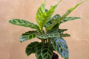 的近水平形象Calathea zebrina生长在一锅。