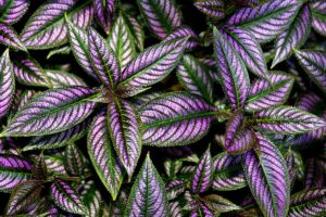 关闭水平波斯保护植物的树叶的形象。BOB体育APP苹果下载
