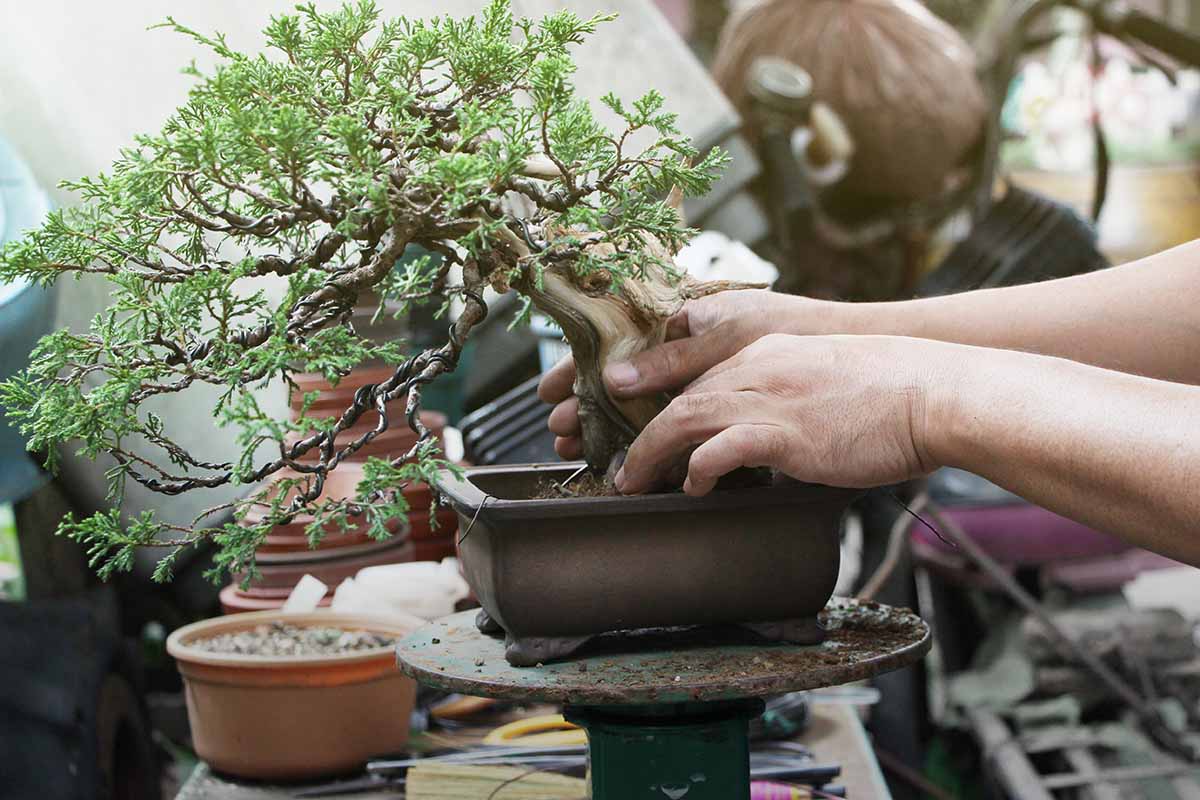 室内园丁的近水平形象改变土壤的盆栽植物。
