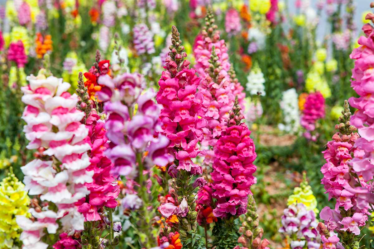 一个近距离的水平图像的粉红色金鱼花(Antirrhinum majus)生长在一个软焦点背景拍摄的花园。