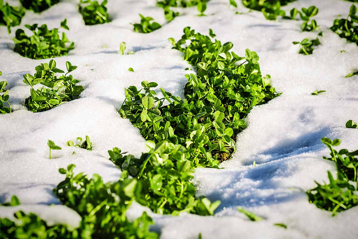 关闭水平生长在冬季花园的形象被雪包围。