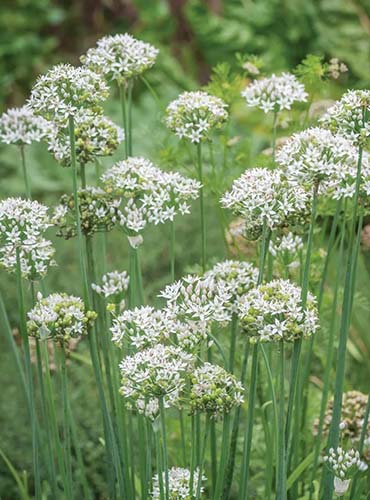 一个近距离开花葱结节'Geisha'生长野生。