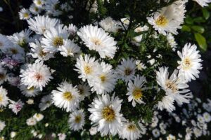 一个近距离的水平图像的白色syphyotrichum dummosum(浓密的紫菀)花生长在花园里。