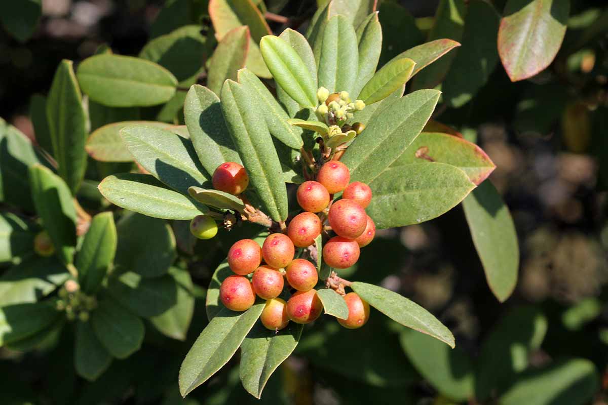 密切的横向图像小桔加州coffeeberry浆果(Frangula californica)如图在明亮的阳光下。