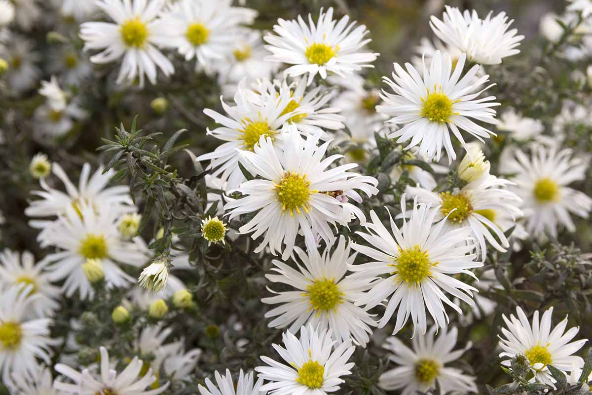 一个近距离的水平图像的石南紫菀(Symphyotrichum ericoides)的美丽的白色花朵生长在一个软焦点背景拍摄的花园。
