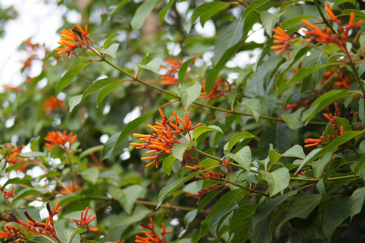 关闭水平图像的花朵和树叶firebush (Hamelia金属盘)灌木种植在花园里。