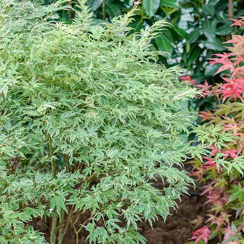 “蝴蝶”日本枫树的正方形图案，生长在多年生植物的边界上。
