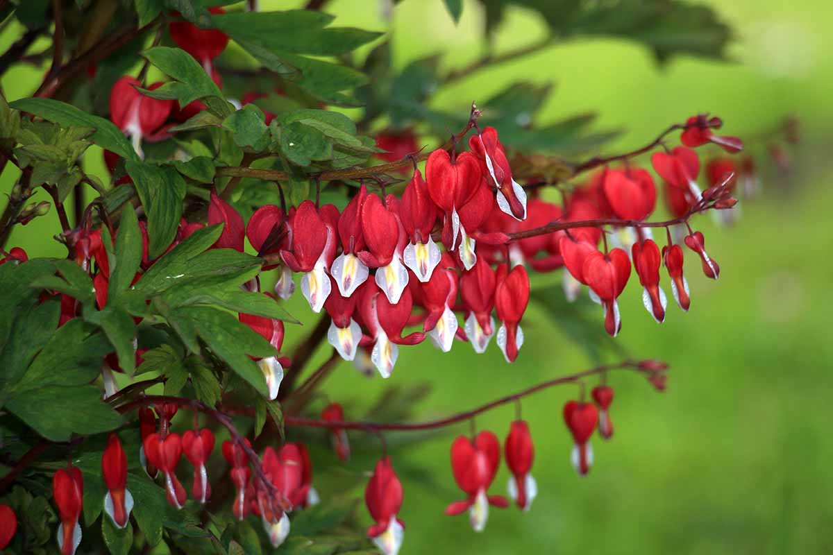 近距离水平图像，大量红白相间的出血心形花(Lamprocapnos spectabilis)生长在花园中，在软焦点背景下拍摄。