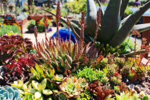 一个近距离水平图像的混合多汁植物在花园床。