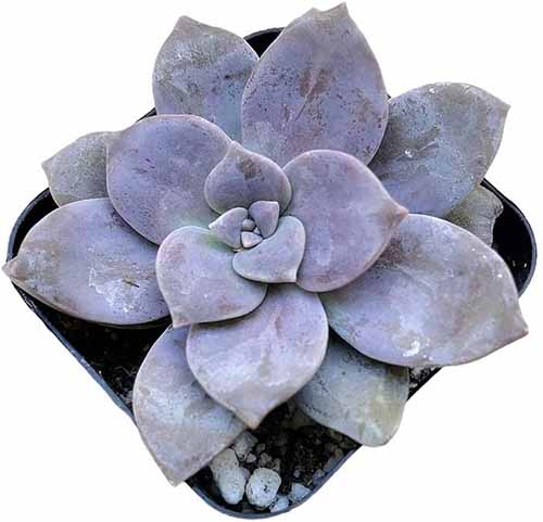 这是一张从上到下的特写照片，白色背景上的一个小花盆里生长着一株有茎的aeonium植物。