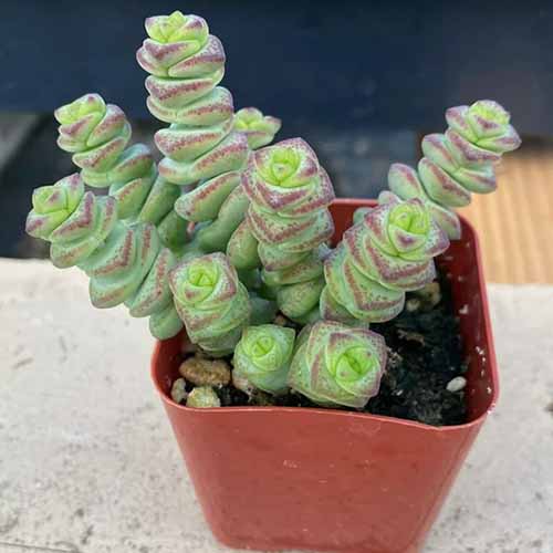 近距离平方的形象一串豆类植物生长在一个小锅。