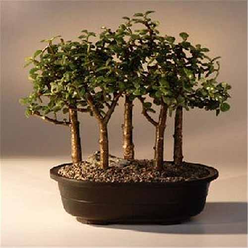 近距离平方的形象五个Portulacaria afra植物在一个小盆景pot.trained盆景。BOB体育APP苹果下载