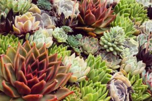 一个近距离的水平图像的各种不同的母鸡和小鸡(Sempervivum)生长在一个多汁的花园。