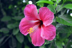 亮粉色的近水平形象热带芙蓉花(h . rosa-sinensis)软焦点的背景图。
