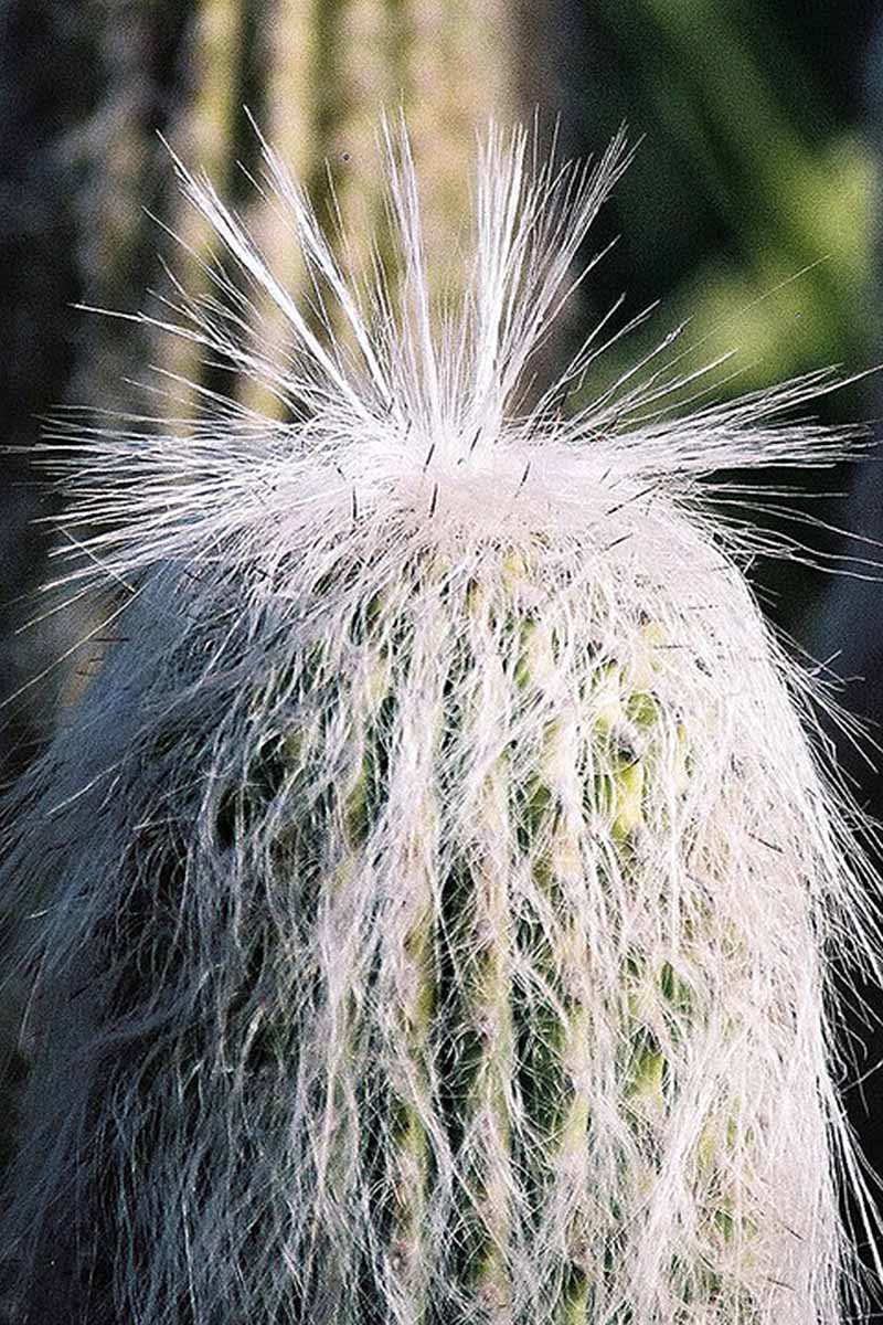 关闭垂直的图像顶部的一个老人仙人掌植物(Cephalocereus环)在背景光阳光照在软焦点图。