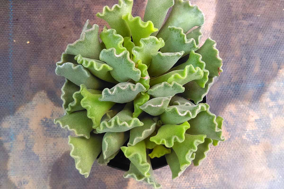 一个近距离的水平图像的关键酸橙派植物(Adromischus cristatus)生长在一个罐子。
