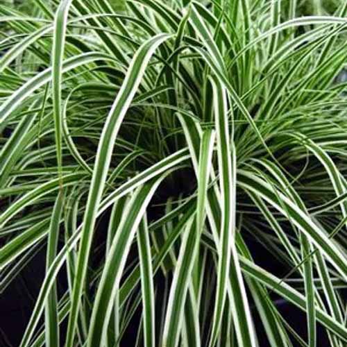 一个正方形的图片，在一个罐子里的Carex“Everest”的杂色叶子。