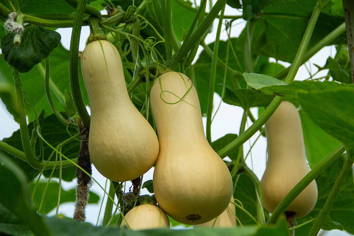 垂直生长的冬南瓜(Cucurbita moschata)的近距离水平图像，果实在藤蔓上成熟。