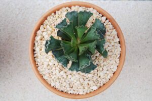 一个近距离自上而下的图像的关键酸橙派植物(Adromischus cristatus)生长在一个陶土盆设置在一个白色的表面。