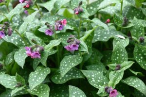 密切的横向图像Pulmonaria succharata aka兜藓生长在花园里。