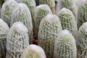 一个近距离的水平图像的老人仙人掌(Cephalocereus senilis)植物生长在花盆。BOB体育APP苹果下载