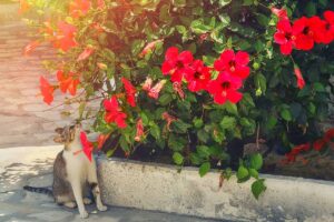猫嗅探的近水平形象一个生长在热带的芙蓉提出床花园。