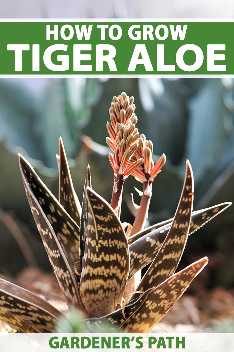 一个近距离垂直图像的虎芦荟(Gonialoe variegata)生长在户外开花拍摄在一个软焦点背景。到框架的顶部和底部是绿色和白色的印刷文字。